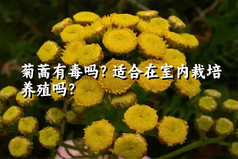 菊蒿有毒吗？适合在室内栽培养殖吗？