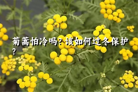 菊蒿怕冷吗？该如何过冬保护？