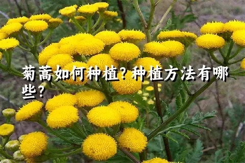 菊蒿如何种植？种植方法有哪些？