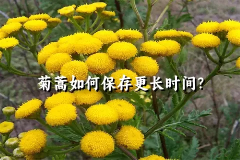 菊蒿如何保存更长时间？