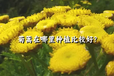 菊蒿在哪里种植比较好？