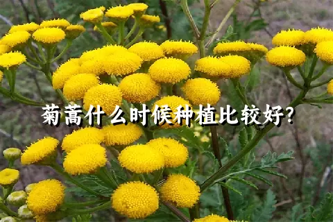 菊蒿什么时候种植比较好？