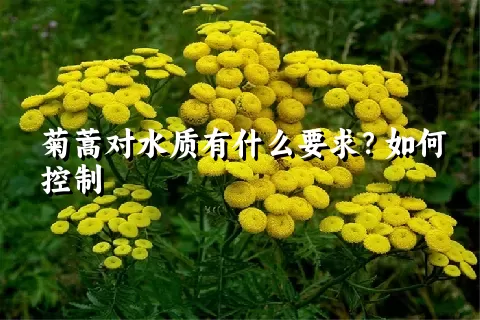 菊蒿对水质有什么要求？如何控制