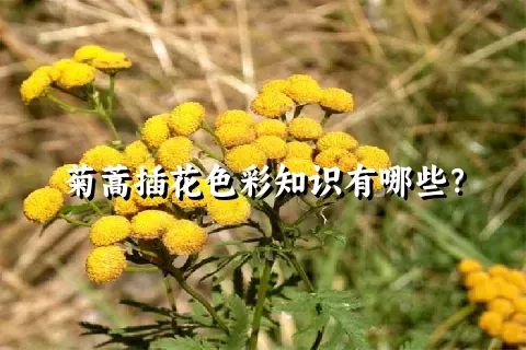 菊蒿插花色彩知识有哪些？