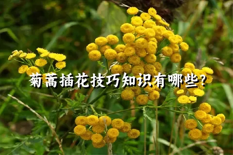 菊蒿插花技巧知识有哪些？