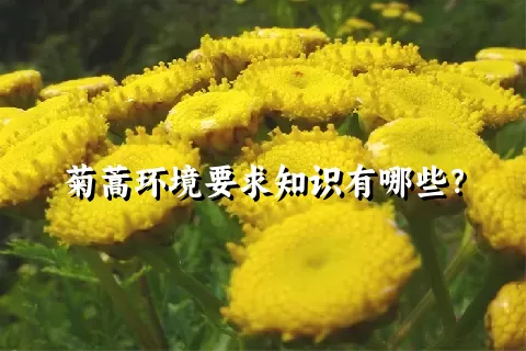 菊蒿环境要求知识有哪些？