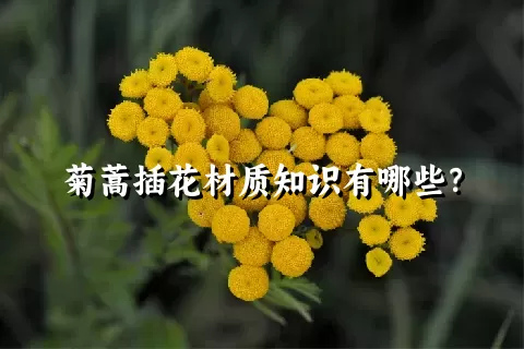 菊蒿插花材质知识有哪些？