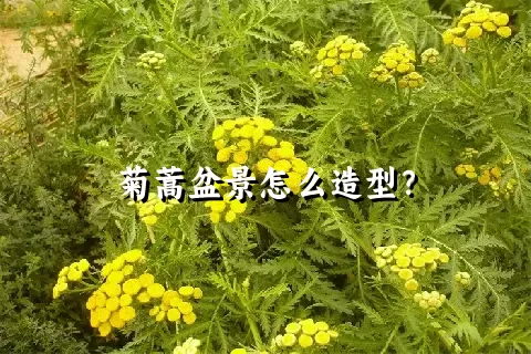 菊蒿盆景怎么造型？