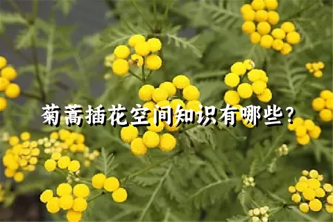 菊蒿插花空间知识有哪些？