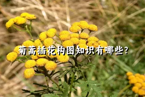 菊蒿插花构图知识有哪些？