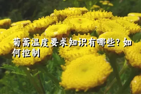 菊蒿温度要求知识有哪些？如何控制