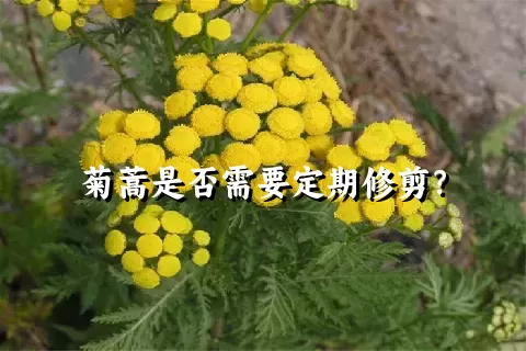 菊蒿是否需要定期修剪？