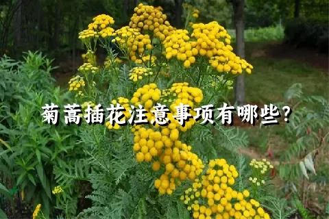 菊蒿插花注意事项有哪些？