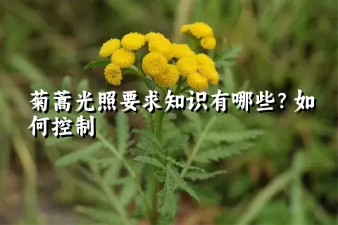 菊蒿光照要求知识有哪些？如何控制