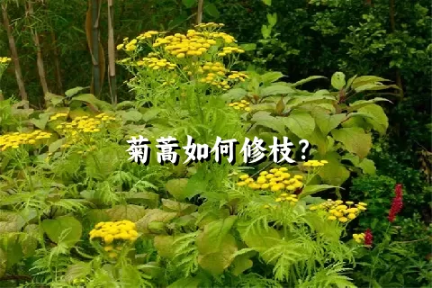 菊蒿如何修枝？