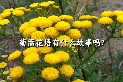 菊蒿花语有什么故事吗？