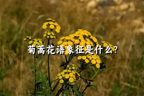 菊蒿花语象征是什么？