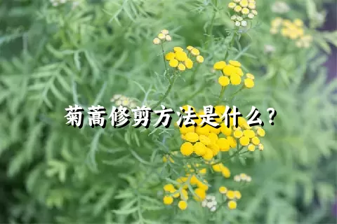 菊蒿修剪方法是什么？