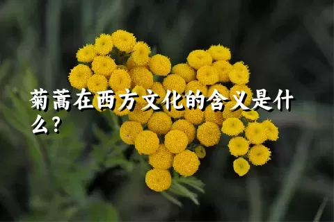 菊蒿在西方文化的含义是什么？