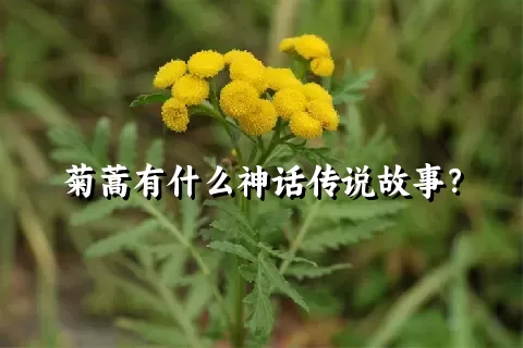 菊蒿有什么神话传说故事？