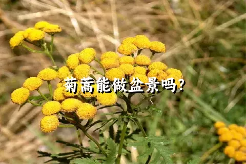 菊蒿能做盆景吗？