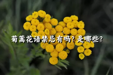 菊蒿花语禁忌有吗？是哪些？