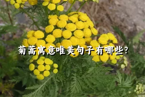 菊蒿寓意唯美句子有哪些？