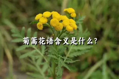 菊蒿花语含义是什么？