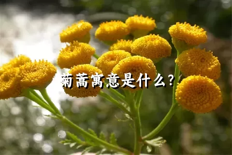 菊蒿寓意是什么？