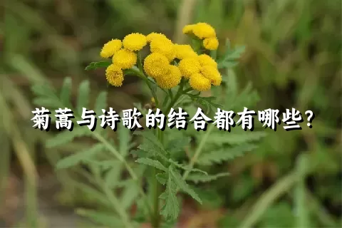 菊蒿与诗歌的结合都有哪些？