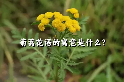 菊蒿花语的寓意是什么？