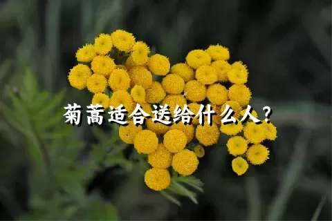 菊蒿适合送给什么人？