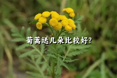 菊蒿送几朵比较好？