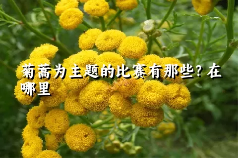 菊蒿为主题的比赛有那些？在哪里