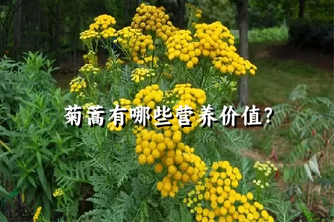 菊蒿有哪些营养价值？