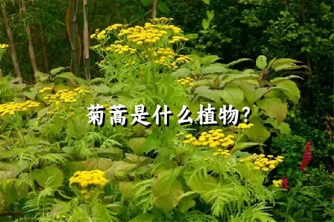 菊蒿是什么植物？