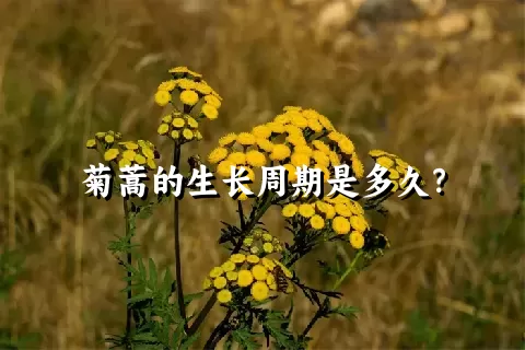 菊蒿的生长周期是多久？