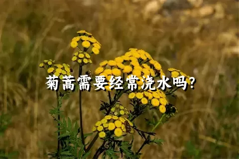 菊蒿需要经常浇水吗？