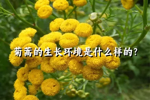 菊蒿的生长环境是什么样的？