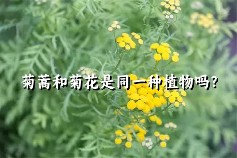 菊蒿和菊花是同一种植物吗？