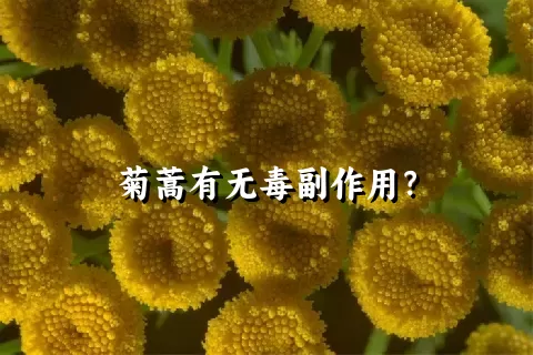 菊蒿有无毒副作用？