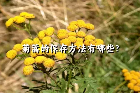 菊蒿的保存方法有哪些？