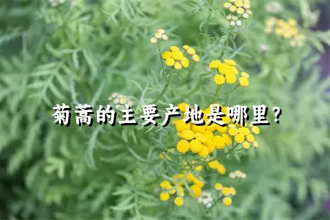 菊蒿的主要产地是哪里？