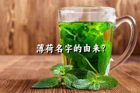 薄荷名字的由来？