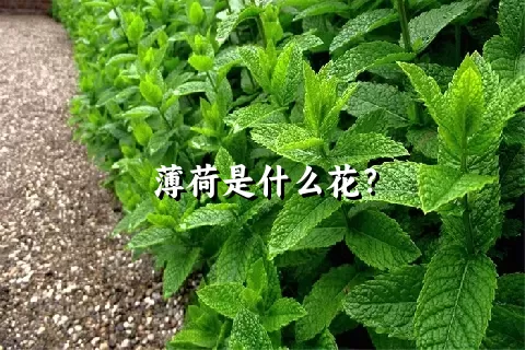 薄荷是什么花？