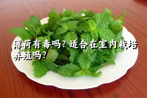 薄荷有毒吗？适合在室内栽培养殖吗？