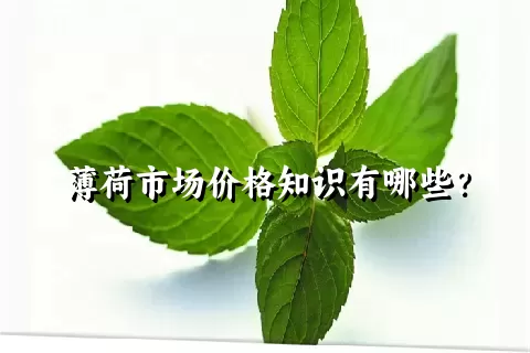 薄荷市场价格知识有哪些？