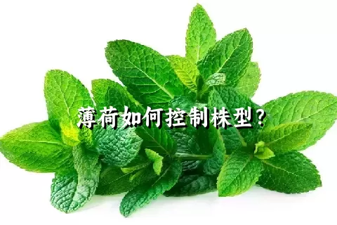 薄荷如何控制株型？