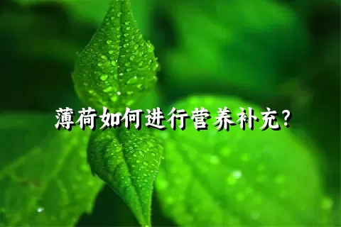 薄荷如何进行营养补充？