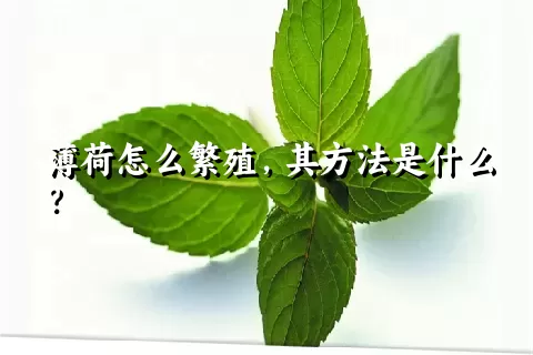 薄荷怎么繁殖，其方法是什么？